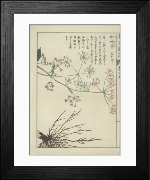 Framed Print : Roots and tiny pink and white flowers of burnet Framed Print : Roots and tiny pink and white flowers of burnet