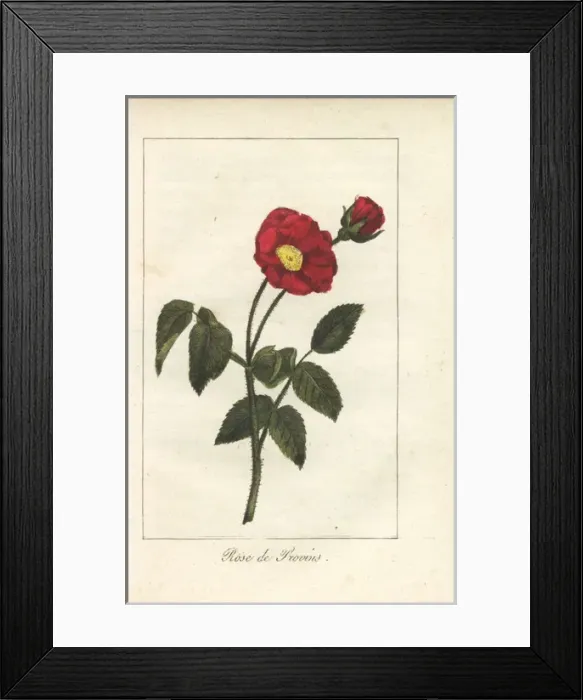 Framed Print : Scarlet Provence rose, Rosa gallica Framed Print : Scarlet Provence rose, Rosa gallica