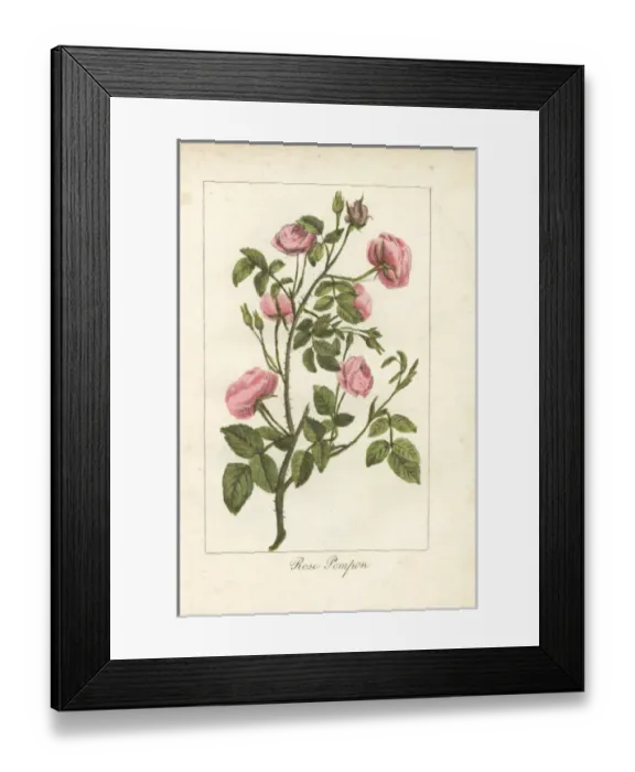 Framed Print : Pink button rose, rose pompon, Rosa pomponia Framed Print : Pink button rose, rose pompon, Rosa pomponia