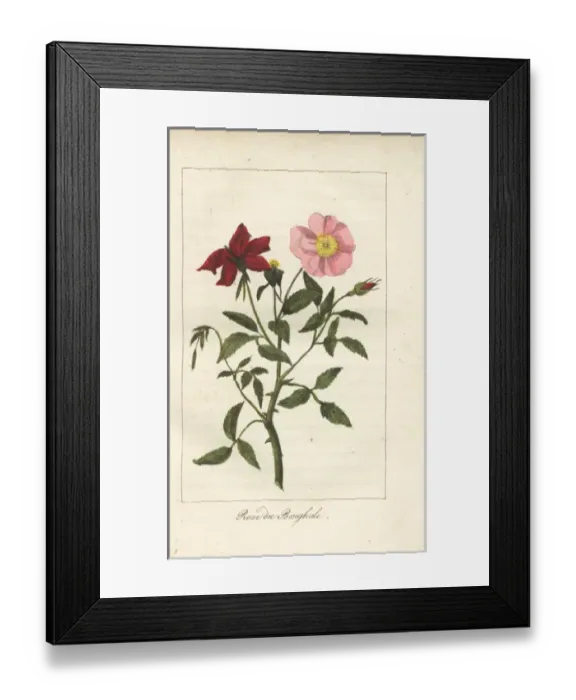 Framed Print : Rose du Bengale, Rosa indica Framed Print : Rose du Bengale, Rosa indica
