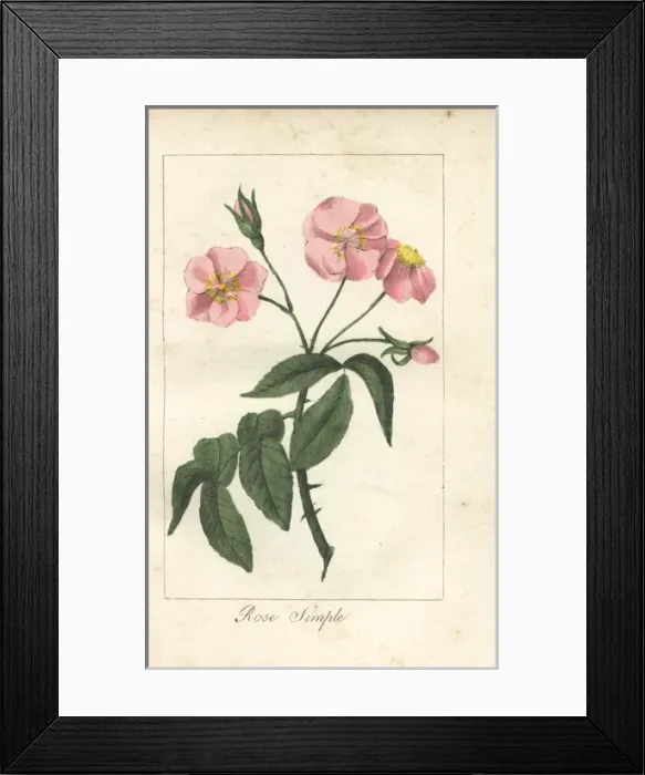 Framed Print : Pink dog rose, Rosa canina Framed Print : Pink dog rose, Rosa canina