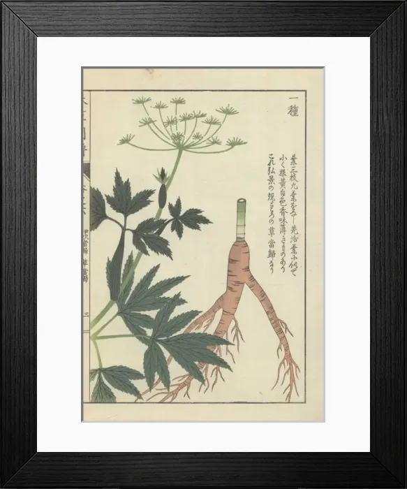 Framed Print : Root, leaves and tiny white florets of Japanese Framed Print : Root, leaves and tiny white florets of Japanese