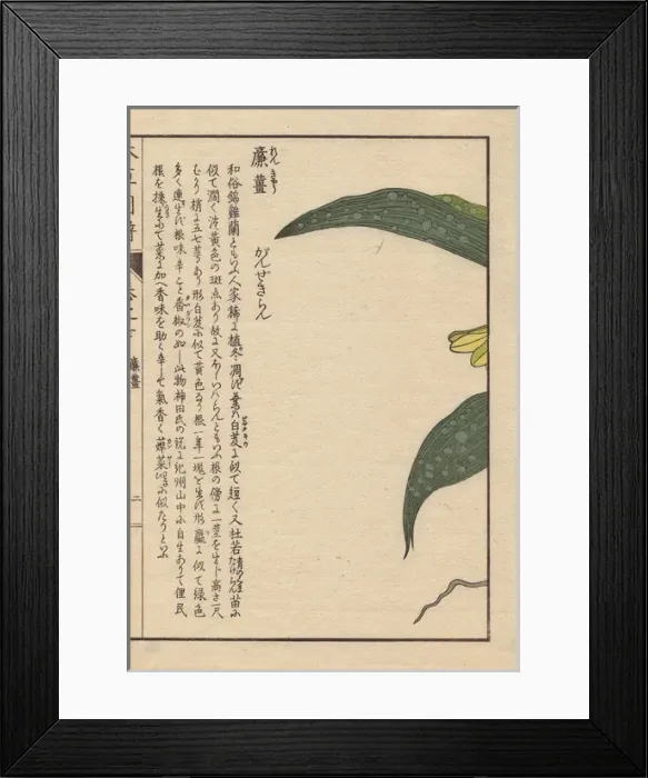 Framed Print : Yellow spotted-leaved Phaius orchid, Phajus Framed Print : Yellow spotted-leaved Phaius orchid, Phajus