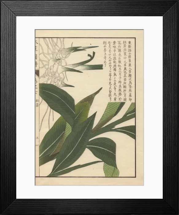 Framed Print : Rhizome and leaves of Chinese alpinia, Alpinia Framed Print : Rhizome and leaves of Chinese alpinia, Alpinia
