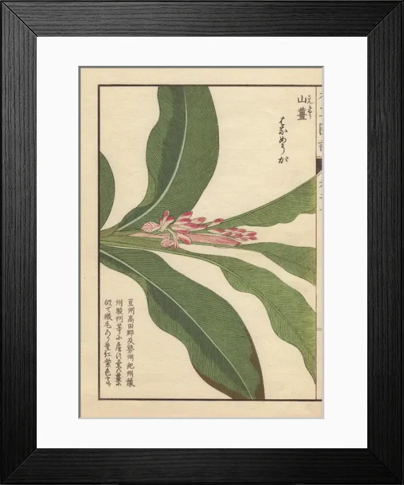 Framed Print : Pink flowers and leaves of Japanese alpinia Framed Print : Pink flowers and leaves of Japanese alpinia
