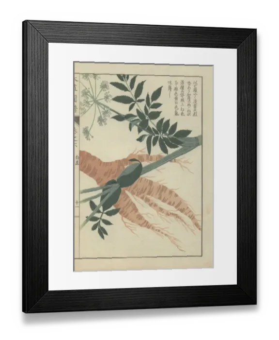 Framed Print : Large brown wild parsnip root tuber, with leaves Framed Print : Large brown wild parsnip root tuber, with leaves