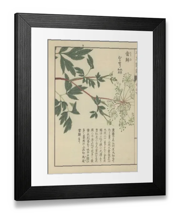 Framed Print : Leaves and delicate white florets of the licorice-root Framed Print : Leaves and delicate white florets of the licorice-root