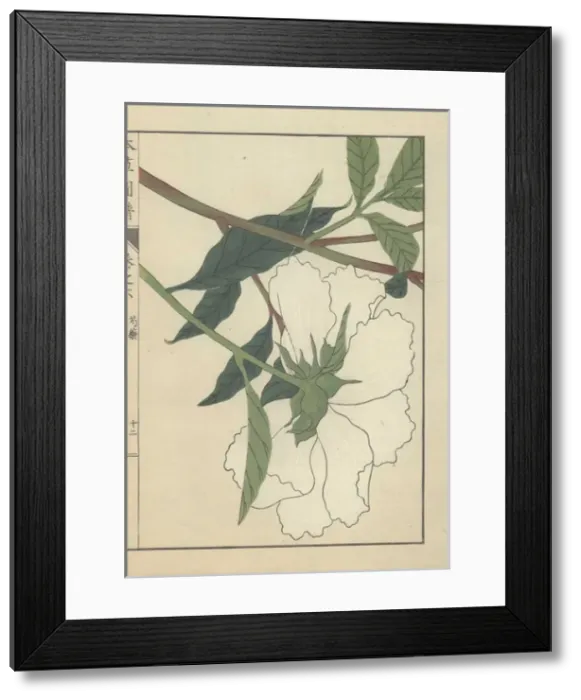Framed Print : Large white peony flower with green stem Framed Print : Large white peony flower with green stem