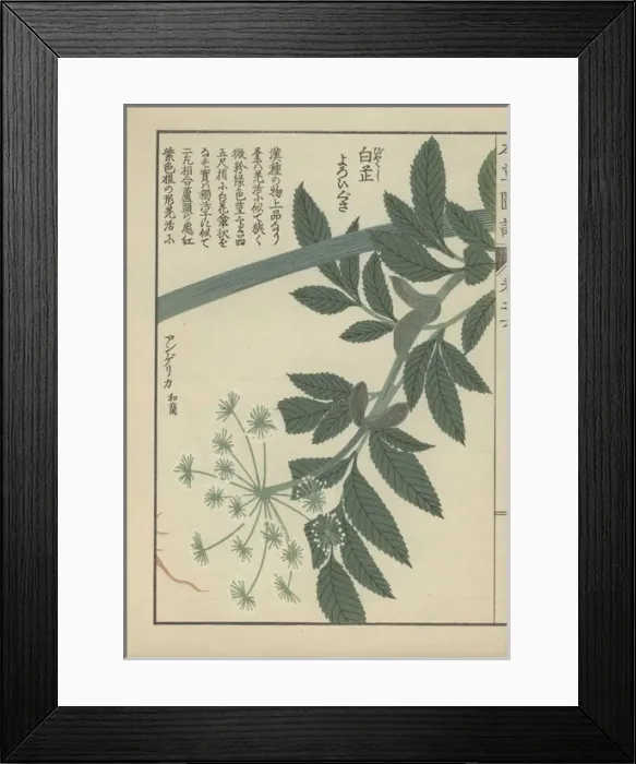Framed Print : Green leaves and small white florets of Framed Print : Green leaves and small white florets of