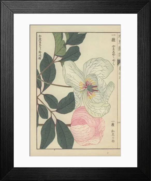Framed Print : White peony and pale pink peony, Paeonia obovata Framed Print : White peony and pale pink peony, Paeonia obovata