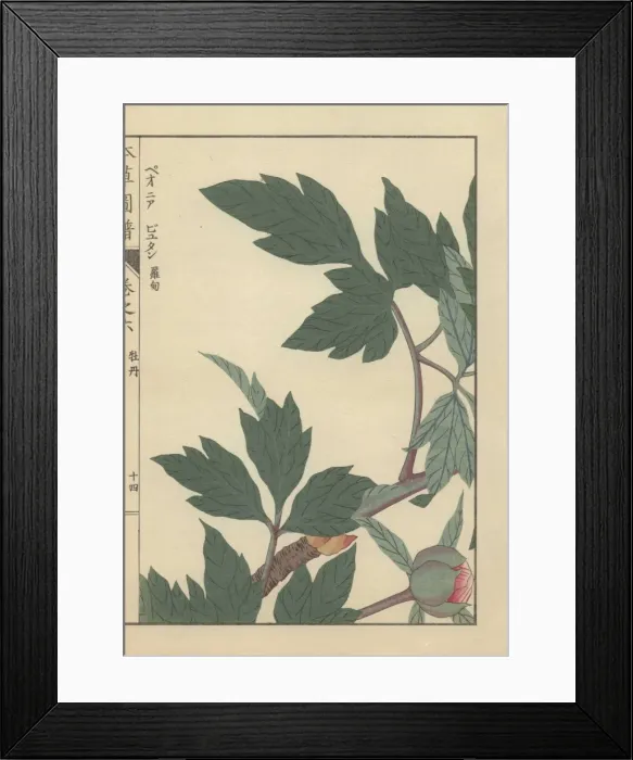 Framed Print : Green leaves, branches, and peony bud with