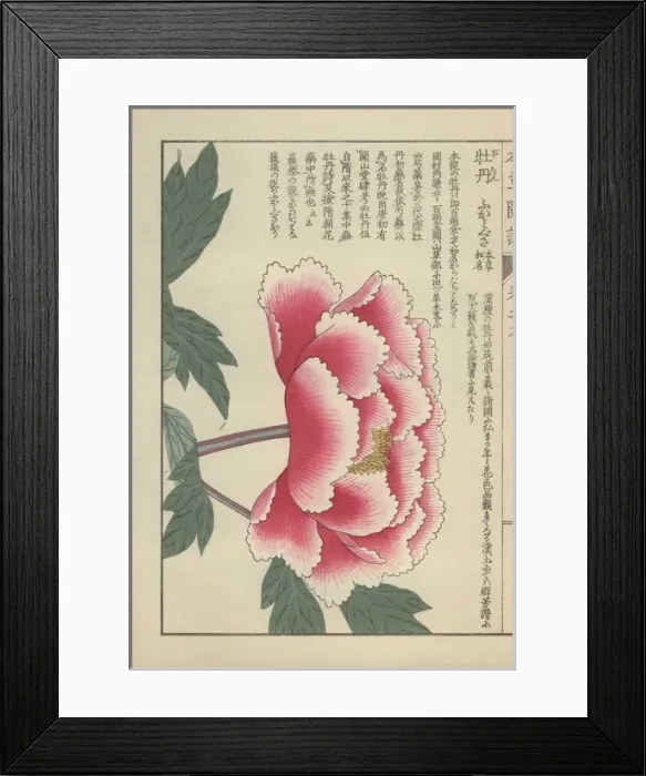 Framed Print : Single peony flower in full bloom with crenellated Framed Print : Single peony flower in full bloom with crenellated