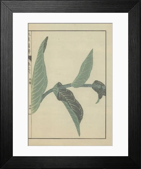 Framed Print : Four opposing leaves on a single stem of Inula helenium Framed Print : Four opposing leaves on a single stem of Inula helenium