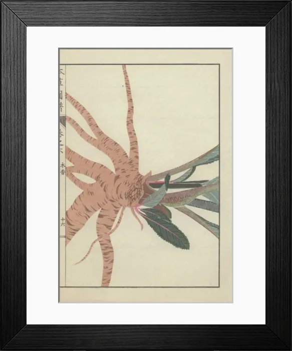 Framed Print : Large root cluster and base of leaves and stems Framed Print : Large root cluster and base of leaves and stems