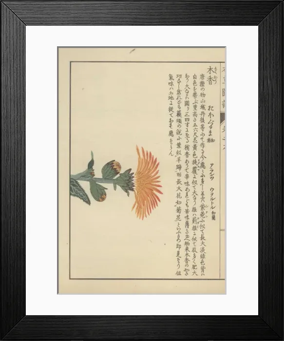 Framed Print : Small leaves and a large yellow flower atop Framed Print : Small leaves and a large yellow flower atop
