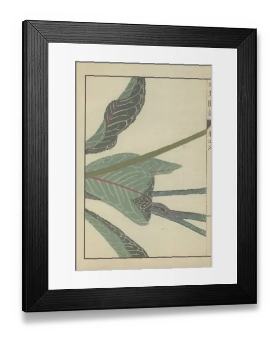 Framed Print : Several large dark green leaves and three thick Framed Print : Several large dark green leaves and three thick