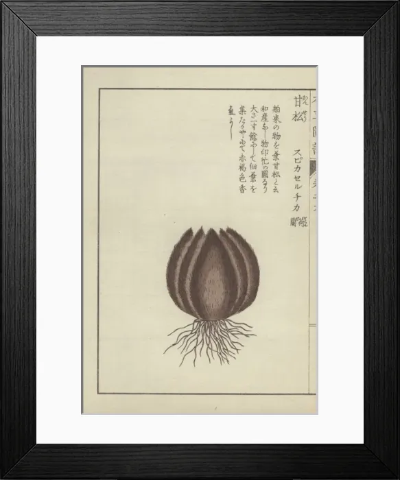 Framed Print : Roots and round, brown, ball-like valerian Framed Print : Roots and round, brown, ball-like valerian