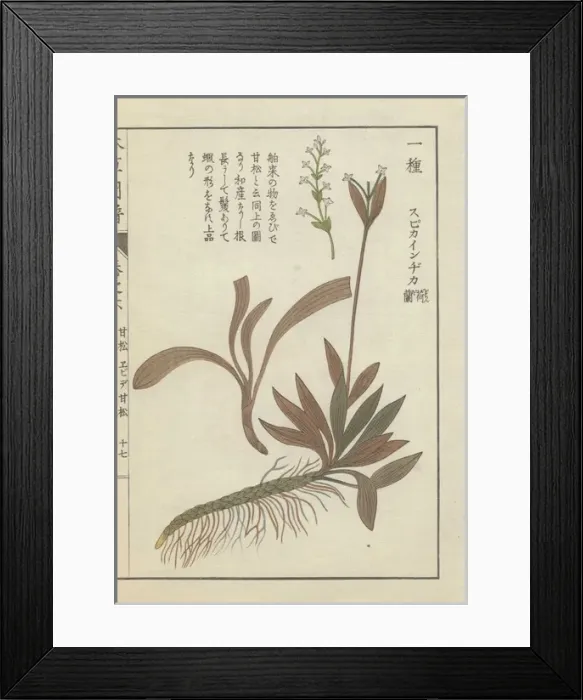 Framed Print : Valerian with green roots, brown and dark green Framed Print : Valerian with green roots, brown and dark green