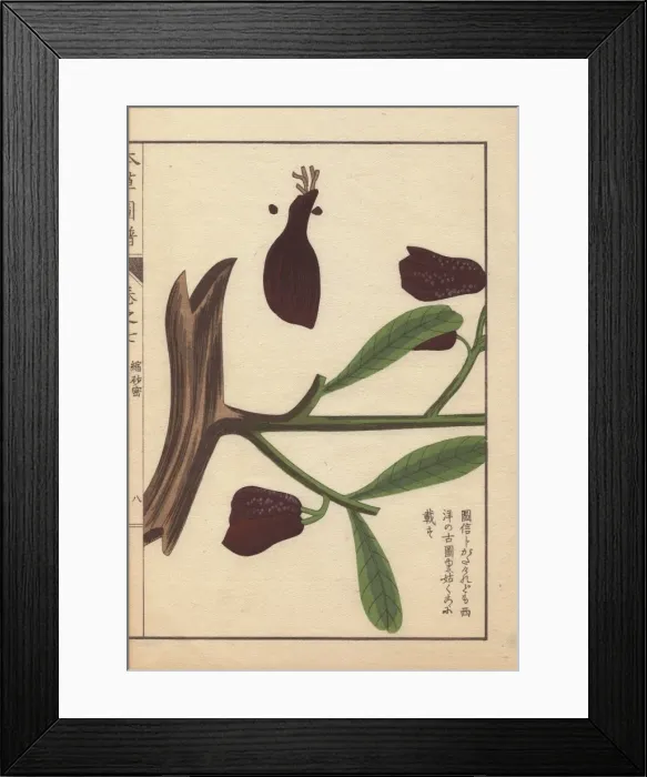 Framed Print : Root, seeds, flowers and green leaves of wild Framed Print : Root, seeds, flowers and green leaves of wild
