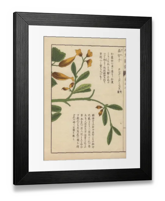 Framed Print : Yellow flowers and leaves of Cheilocostus speciosus Framed Print : Yellow flowers and leaves of Cheilocostus speciosus