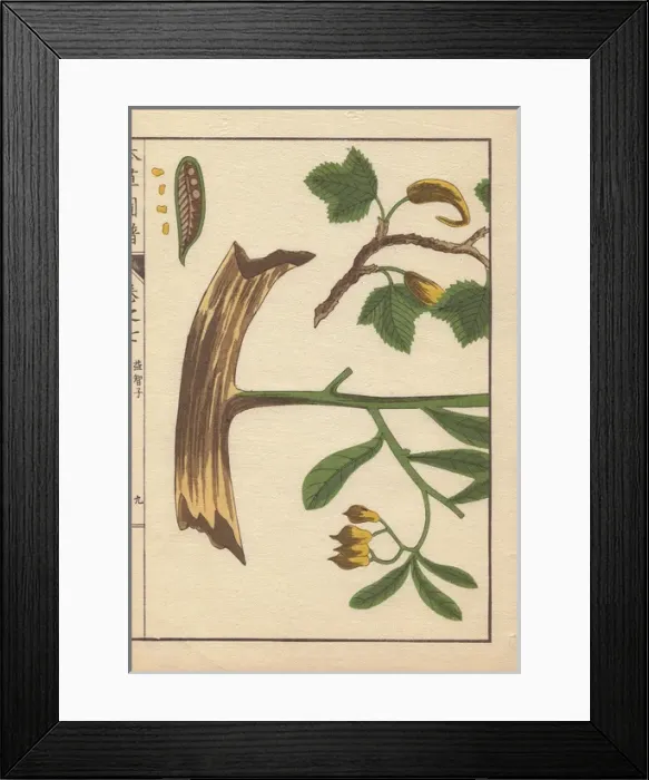 Framed Print : Yellow flowers, root, seeds and leaves of Cheilocostus Framed Print : Yellow flowers, root, seeds and leaves of Cheilocostus