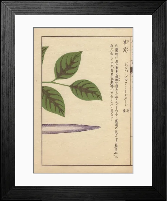 Framed Print : Purple seed and leaves of the long pepper, Piper longum Framed Print : Purple seed and leaves of the long pepper, Piper longum