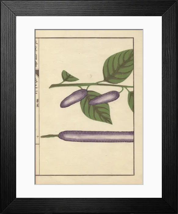 Framed Print : Purple seed and leaves of the long pepper, Piper longum Framed Print : Purple seed and leaves of the long pepper, Piper longum