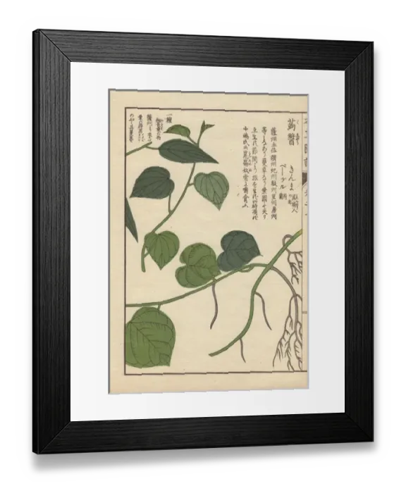 Framed Print : Leaves and stems of Japanese pepper, Piper futo-kadzura Sieb Framed Print : Leaves and stems of Japanese pepper, Piper futo-kadzura Sieb