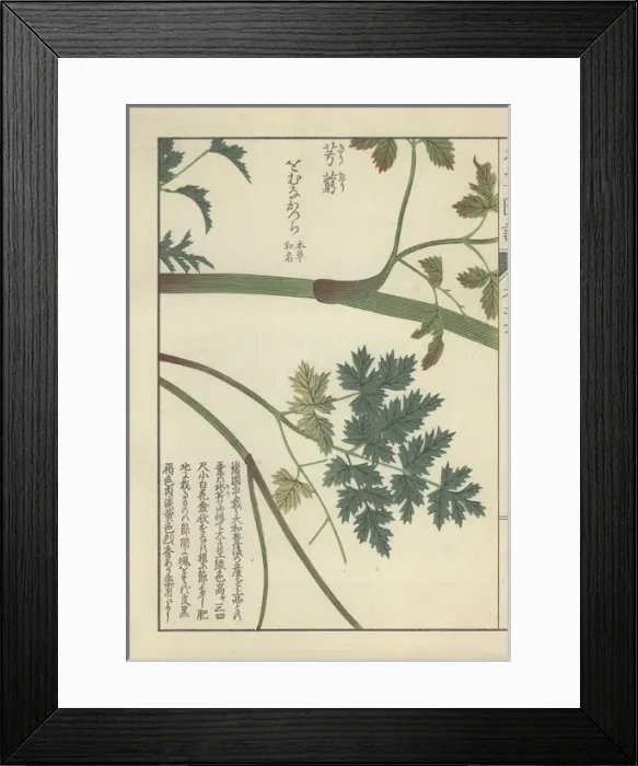 Framed Print : Stem and pale and dark green leaf fronds of Framed Print : Stem and pale and dark green leaf fronds of