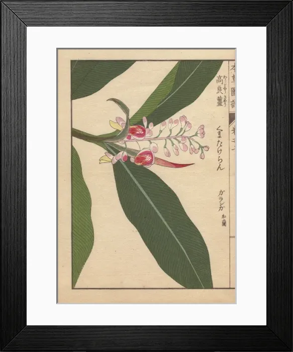 Framed Print : Pink-flowered garanga or galangal, Alpinia kumatake Mak Framed Print : Pink-flowered garanga or galangal, Alpinia kumatake Mak