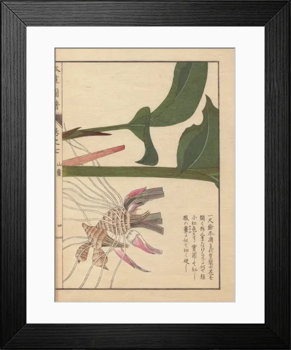 Framed Print : Pink and brown rhizome and leaves of Japanese Framed Print : Pink and brown rhizome and leaves of Japanese