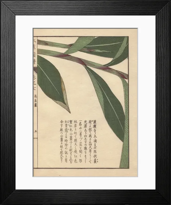 Framed Print : Leaves and stems of galanga or galangal, Alpinia Framed Print : Leaves and stems of galanga or galangal, Alpinia