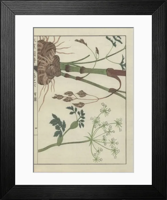 Framed Print : Snowparsley or cnidium plant Cnidium officinale Framed Print : Snowparsley or cnidium plant Cnidium officinale