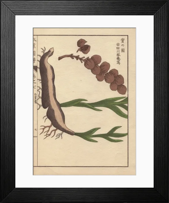 Framed Print : Root and seeds of cardamom, Elettaria cardamomum Maton