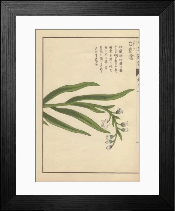 Framed Print : White flowers and leaves of cardamom, Elettaria Framed Print : White flowers and leaves of cardamom, Elettaria