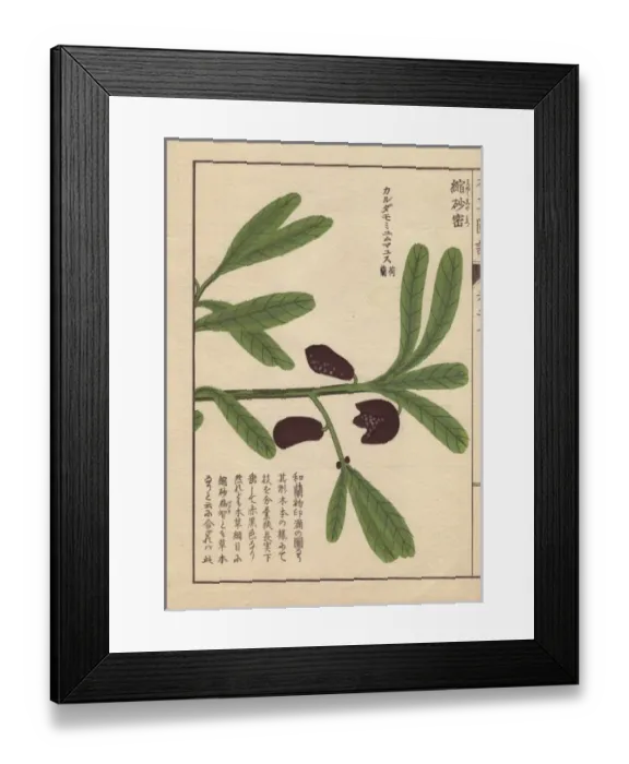 Framed Print : Brown flowers and green leaves of wild Siamese Framed Print : Brown flowers and green leaves of wild Siamese