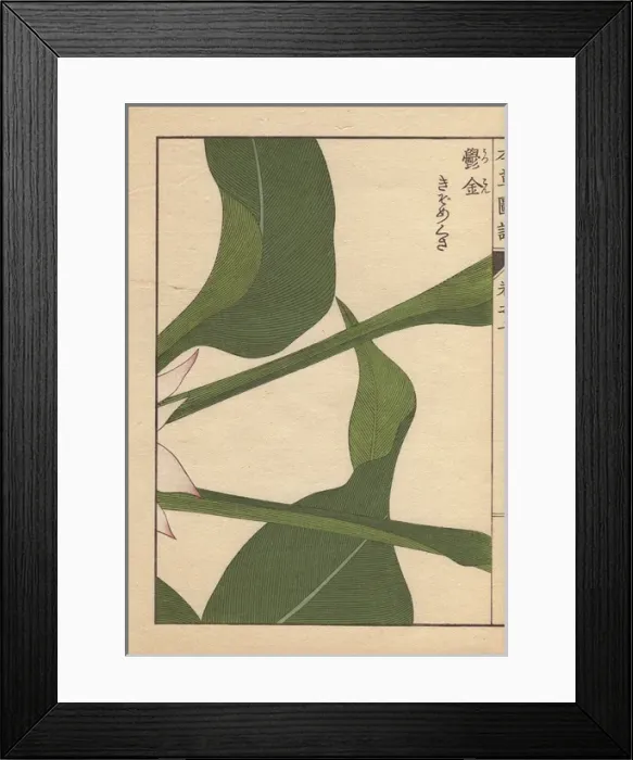 Framed Print : Turmeric leaves, Curcuma longa L var macrophylla Framed Print : Turmeric leaves, Curcuma longa L var macrophylla