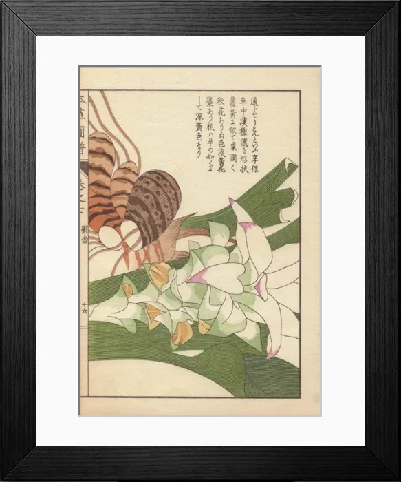 Framed Print : Rhizome and pink inflorescence of turmeric Framed Print : Rhizome and pink inflorescence of turmeric