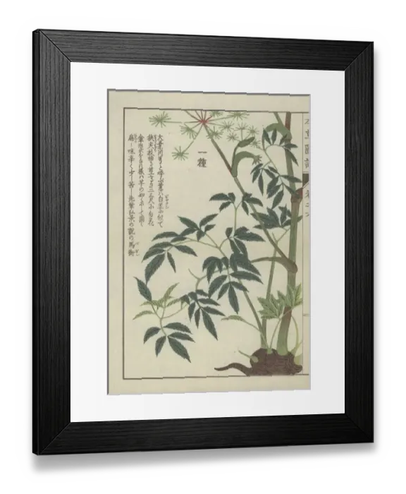 Framed Print : Large leaved angelica plant: full plant Framed Print : Large leaved angelica plant: full plant