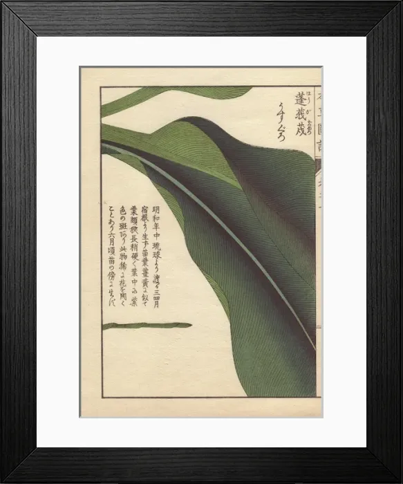 Framed Print : VALUE. Leaf of round turmeric, Curcuma rotunda L Framed Print : VALUE. Leaf of round turmeric, Curcuma rotunda L
