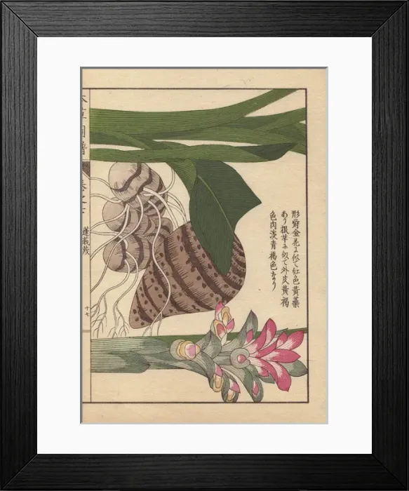 Framed Print : Inflorescence and rhizome of round turmeric, Curcuma rotunda Framed Print : Inflorescence and rhizome of round turmeric, Curcuma rotunda