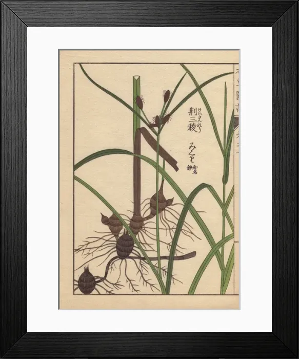 Framed Print : Rhizome and root of the alkali bulrush, Scirpus maritimus L Framed Print : Rhizome and root of the alkali bulrush, Scirpus maritimus L