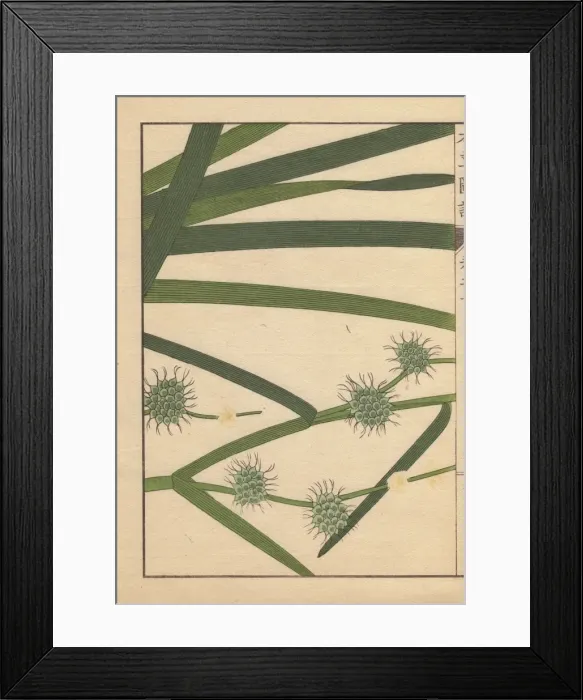Framed Print : Leaves and seeds of bur-reed, Sparganium racemosum Huds Framed Print : Leaves and seeds of bur-reed, Sparganium racemosum Huds