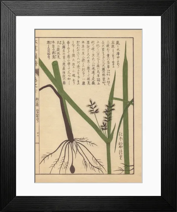 Framed Print : Rhizome and root of tidalmarsh flat sedge, Cyperus serotinus Framed Print : Rhizome and root of tidalmarsh flat sedge, Cyperus serotinus