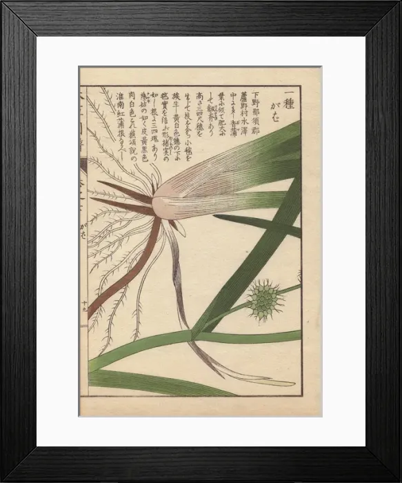 Framed Print : Leaves, roots and seeds of bur-reed, Sparganium Framed Print : Leaves, roots and seeds of bur-reed, Sparganium