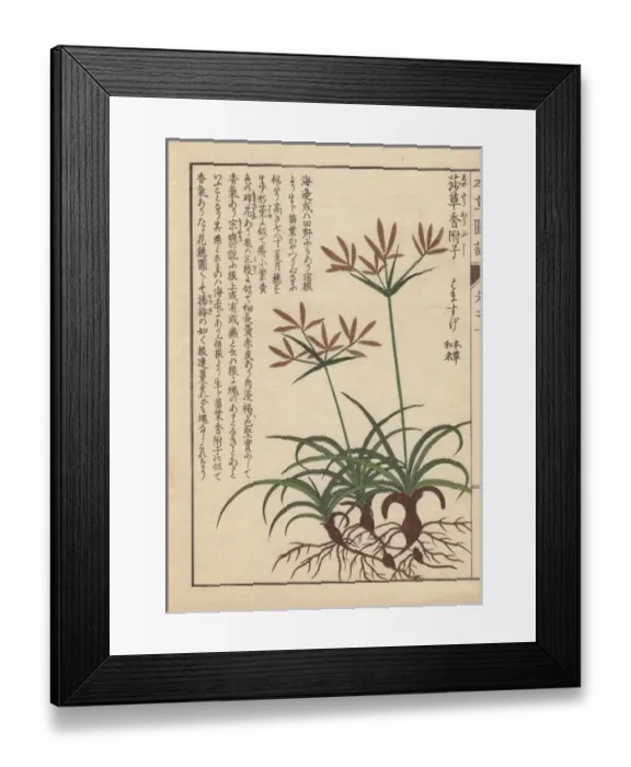 Framed Print : Roots, leaves and flowers of coco-grass, purple Framed Print : Roots, leaves and flowers of coco-grass, purple