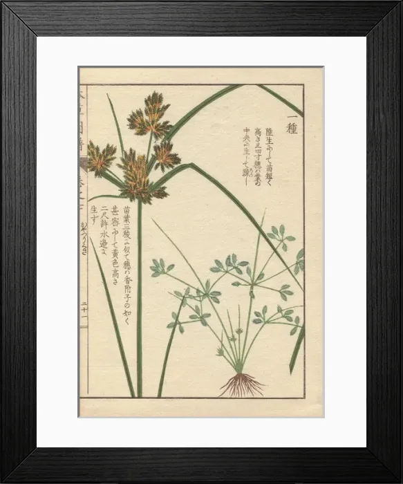Framed Print : Roots, reeds and flowers of poorland flatsedge Framed Print : Roots, reeds and flowers of poorland flatsedge