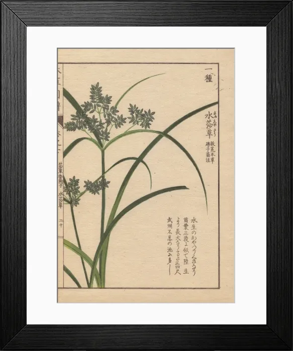 Framed Print : Reeds and blue flowers of Cyperus Iwasakii Mak Framed Print : Reeds and blue flowers of Cyperus Iwasakii Mak