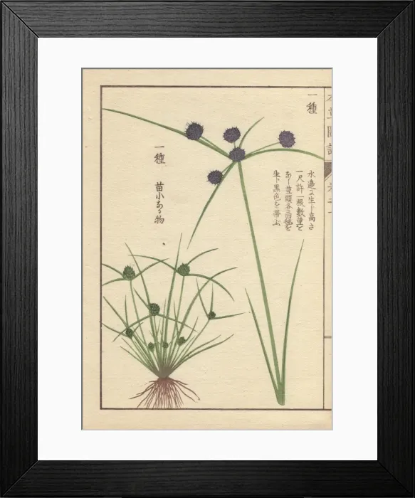 Framed Print : Roots, reeds and flowers of variable flatsedge Framed Print : Roots, reeds and flowers of variable flatsedge