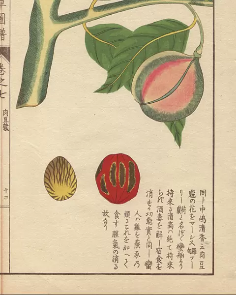 Green and pink seeds of nutmeg and mace, Myristica